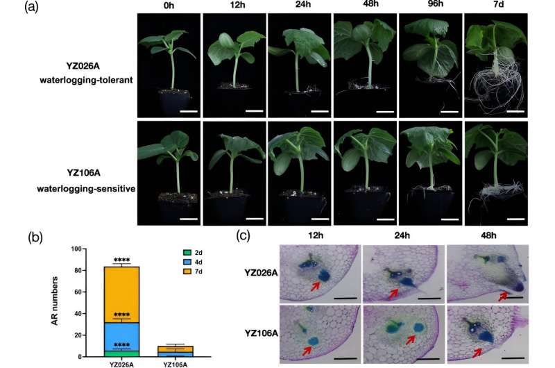 Cucumbers fight back: new study uncovers genetic key to overcoming water stress