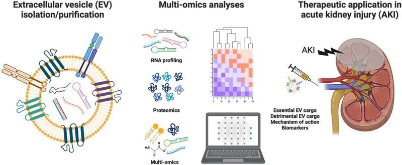 Extracellular vesicles could be potential new treatment for acute kidney injury