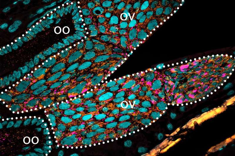 Hidden partners: Symbiodolus bacteria found in various insect orders