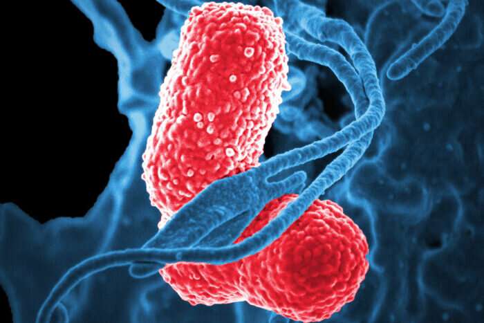 Klebsiella