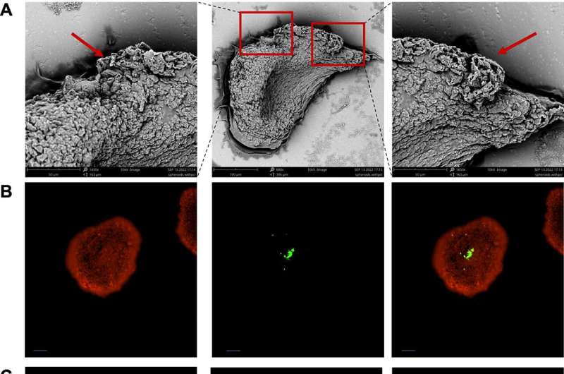 Mini liver model innovations promise more effective drug testing