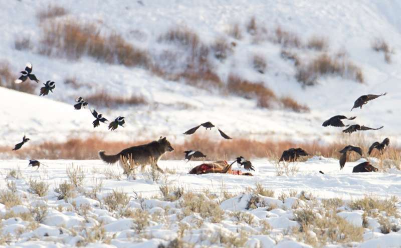 New research illuminates the ecological importance of gray wolves in the American West