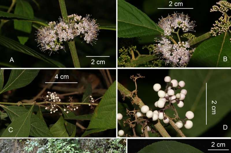 New species of Callicarpa discovered in Hunan, China