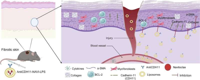 Pharmacy researchers develop potential treatment for fibrosis