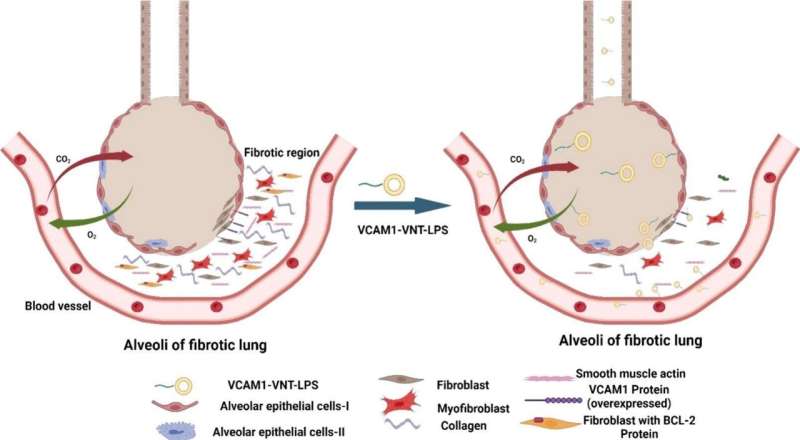 Pharmacy researchers develop potential treatment for fibrosis