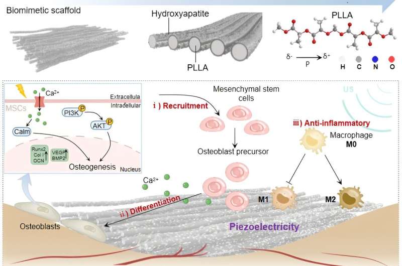 Piezocatalytically-induced controllable mineralization scaffold with bone-like microenvironment to achieve endogenous bone regeneration