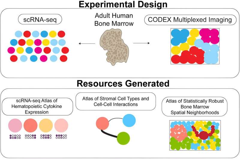 Rare bone marrow cells revealed in new, comprehensive 'atlas'