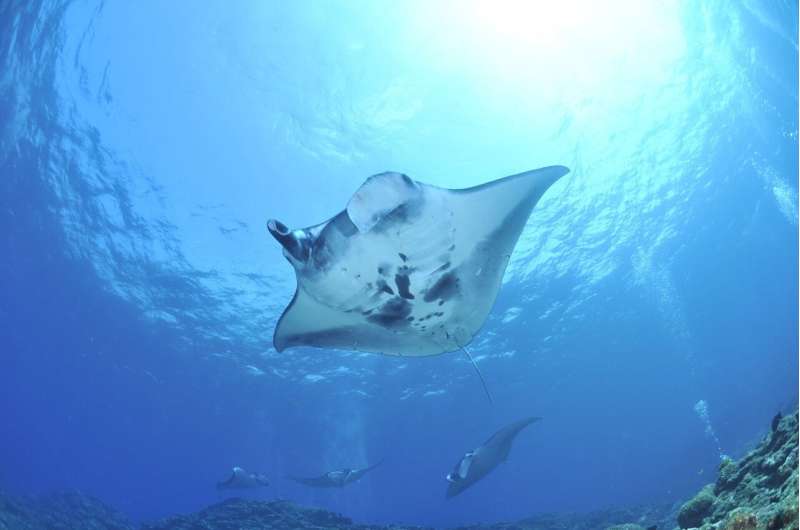 reef manta ray