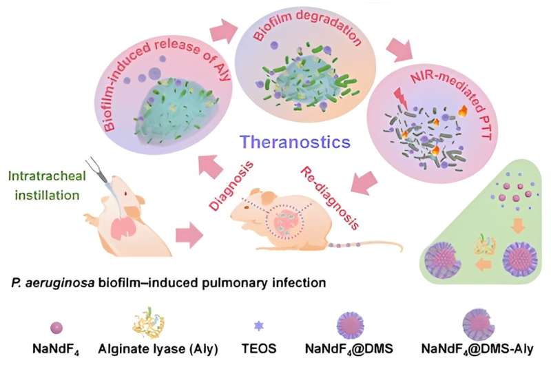 Researchers realize precise phototheranostics of pulmonary biofilm infection based on lanthanide nanobiohybrids