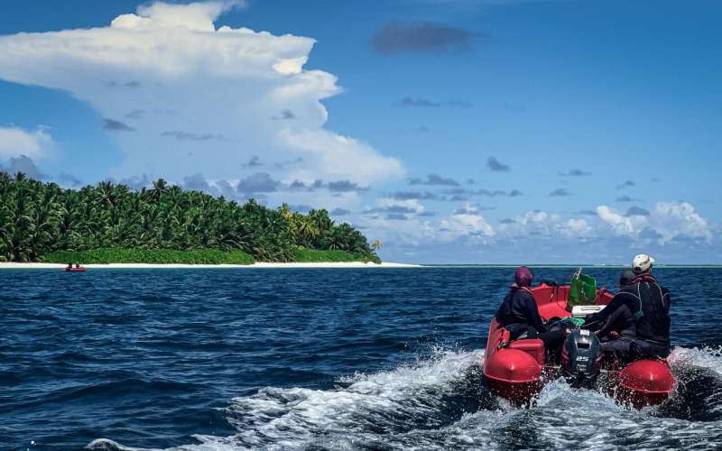 Restored rat-free islands could support hundreds of thousands more breeding seabirds