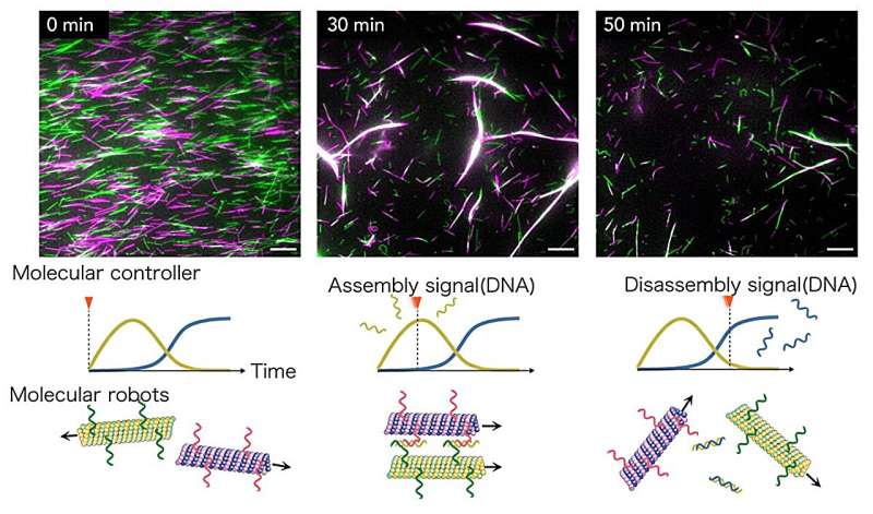 Self-assembling and disassembling swarm molecular robots via DNA molecular controller