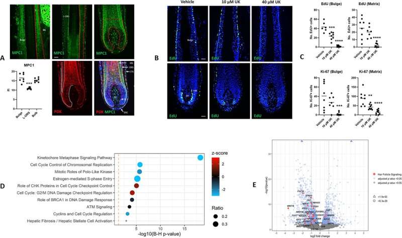 Surprising link between ancient biology and restricted human hair growth found