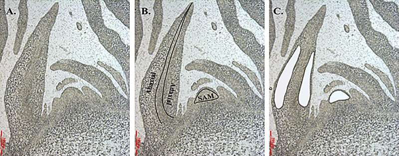 Transcriptomic insights into Chinese cabbage's unique morphology