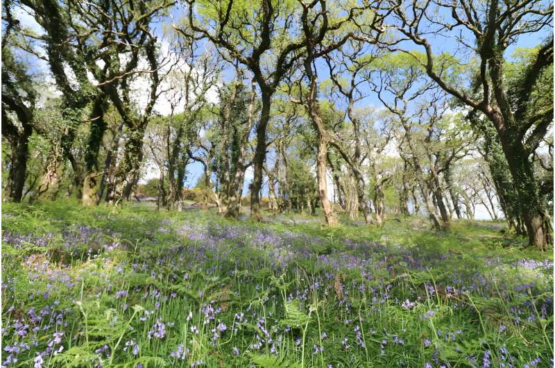 UK's rarest rainforest beetles go on multi-day 'adventures'