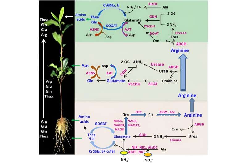 Unlocking the tea leaf's secret: decoding the amino acid blueprint of tea plant